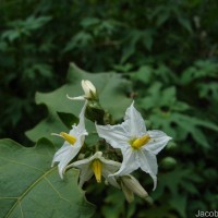 Solanum torvum Sw.